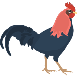 sabung-ayam